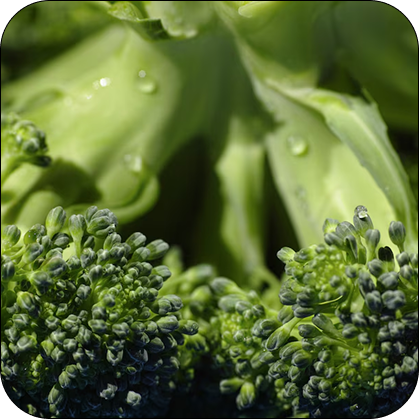 Broccoli Seed Oil