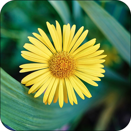 Calendula