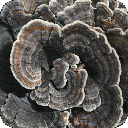 Turkey Tail