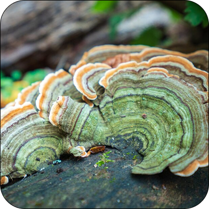 Turkey Tail Mushroom